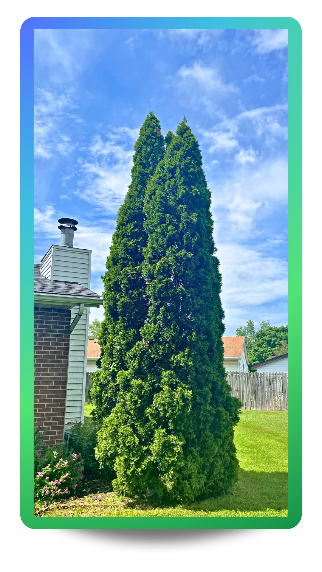 A single Emerald Green Arborvitae planted near a house for privacy 